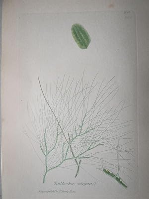 "Bulbochae setigera - Plate N. 2086 - 2472". Kolorierte Lithographie vom Nov. 1, 1809, aus dem We...