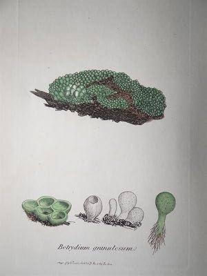 "Botrydium granulosum - Plate N. 324 - 2422". Kolorierte Lithographie vom May 1, 1796, aus dem We...