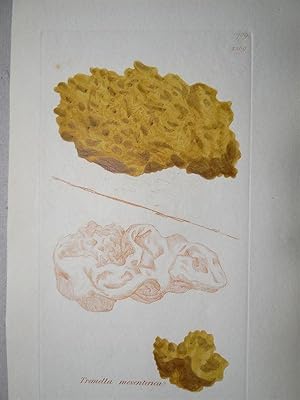"Tremella mesenterica - Plate N. 709 - 2569". Kolorierte Lithographie vom March 1, 1800, aus dem ...