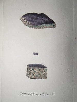 "Trentepholia purpurea - Plate N. 192 - 2532". Kolorierte Lithographie vom July 1, 1794, aus dem ...