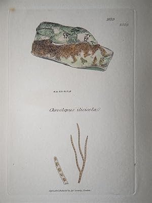 "Chroolepus ilicicola - Plate N. 1639 - 2529". Kolorierte Lithographie vom Sept. 1, 1806, aus dem...