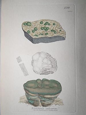 "Rivularia calcarea - Plate N. 1799 - 2550". Kolorierte Lithographie vom Oct. 1, 1807, aus dem We...