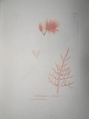 "Calithamnion Turneri - Plate N. 2339 - 2458". Kolorierte Lithographie vom Oct. 1, 1811, aus dem ...
