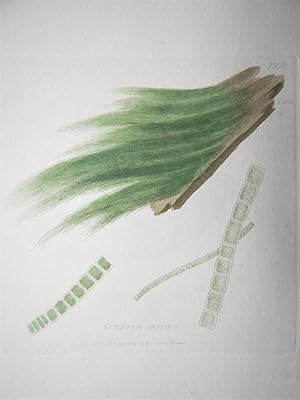 "Conferva aerea - Plate N. 1929 - 2484". Kolorierte Lithographie vom Sep. 1, 1803, aus dem Werk: ...