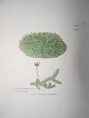 "Jungermannia furcata - Plate N. 1632 - 1881". Kolorierte Lithographie vom Aug. 1, 1806, aus dem ...