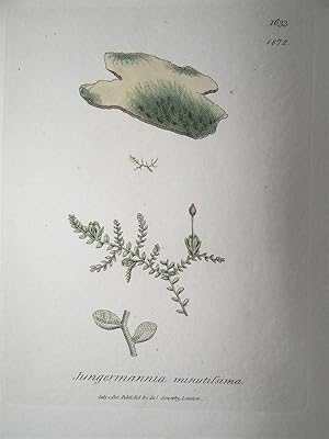 "Jungermannia minutissima - Plate N. 1633 - 1872". Kolorierte Lithographie vom July 1, 1806, aus ...