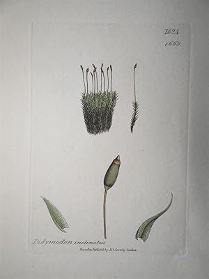 "Didymodon inclinatus - Plate N. 1824 - 1663". Kolorierte Lithographie vom Dec. 1, 1807, aus dem ...