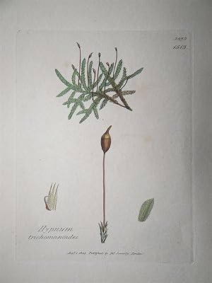 "Hypnum trichomanoides - Plate N. 1493 - 1513". Kolorierte Lithographie vom Aug. 1, 1805, aus dem...