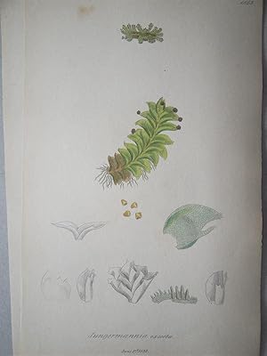 "Jungermannia exsecta - Plate N. 2745 - 1843". Kolorierte Lithographie vom June 1, 1832, aus dem ...