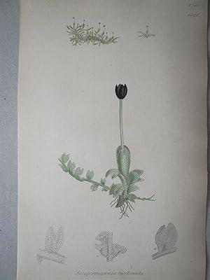 "Jungermannia turbinata - Plate N. 2745 - 1843". Kolorierte Lithographie vom June 1, 1832, aus de...