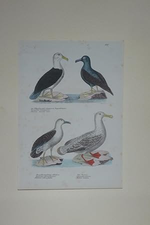 Der Albatros mit schwarzen Augenbrauen - Der gelbschnäbelige Albatros - Das Seeschaf. Blatt 107. ...