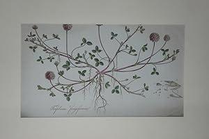 Trifolium fragiferum (Erdbeerklee) mit 11 Teilabbildungen. Handcolorierte Original-Lithographie. ...