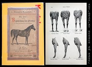 Die Lehre von der Beurteilung des Pferdes in Bezug auf Körperbau und Leistung.