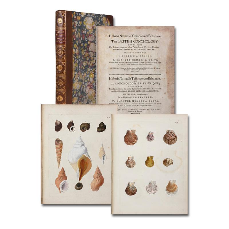 Historia naturalis testaceorum Britanniae, or the British Conchology; containing the descriptions and other Particulars of Natural History the Shells of Great Britain and Ireland