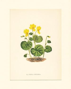 Viola Biflora ; Lithographie, um 1848, altkoloriert, 16x12 cm