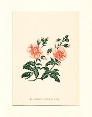 Helianthemum Roseum ; Lithographie, um 1848, altkoloriert, 16x12 cm