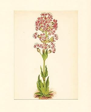 Lychnis Alpina ; Lithographie, um 1848, altkoloriert, 16x12 cm