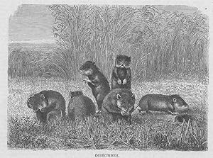 Hamster, Hamsterfamilie, Holzstich, um 1873, 14x17 cm Bildformat