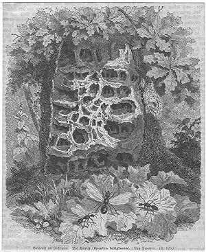 Ameise, (formica fuliginosa), Holzstich, um 1880, 16x13 cm Bildformat