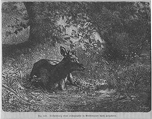Rehe, ein Reh im Wald, Holzstich, um 1880, 12x15 cm Bildformat