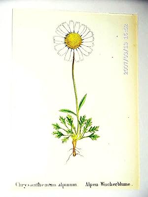 Wucherblume ; altkolorierte Lithographie um 1840, ca. 12x8 cm