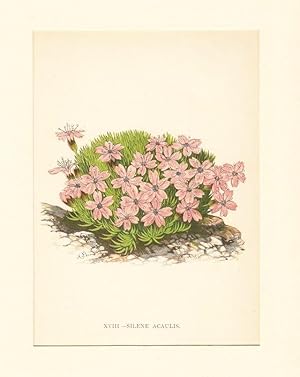 Silene Acaulis ; Lithographie, um 1848, altkoloriert, 16x12 cm