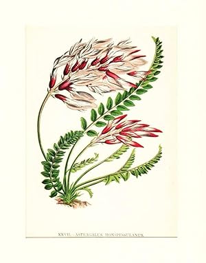 Astragalus Monspessulanus ; Lithographie, um 1848, altkoloriert, 16x12 cm