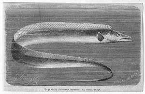 Degenfisch, Holzstich, um 1890, 8x13 cm Bildformat