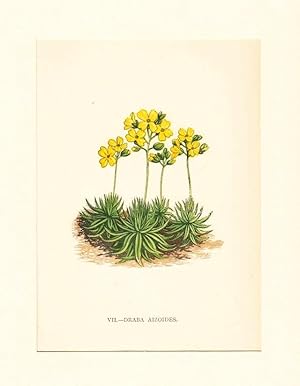 Draba Aizoides ; Lithographie, um 1848, altkoloriert, 16x12 cm