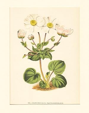 Ranunculus Parnassifolius ; Lithographie, um 1848, altkoloriert, 16x12 cm