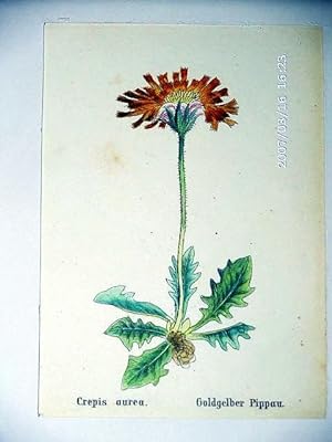 Goldgelber Pippau ; altkolorierte Lithographie um 1840, ca. 12x8 cm