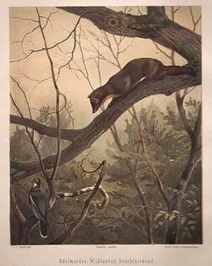 Marder, Edelmarder beschleicht Wildtaube, Farblithographie, um 1897, 21x17 cm Bildformat