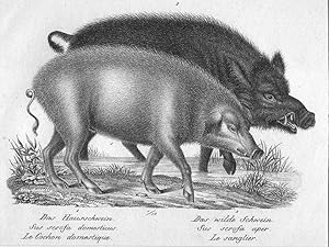 Schweine, das Hausschwein und das wilde Schwein, Lithographie, um 1827, selten, 14x18 cm Bildformat