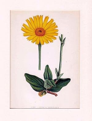 Arnica Montana ; Lithographie, um 1848, altkoloriert, 16x12 cm