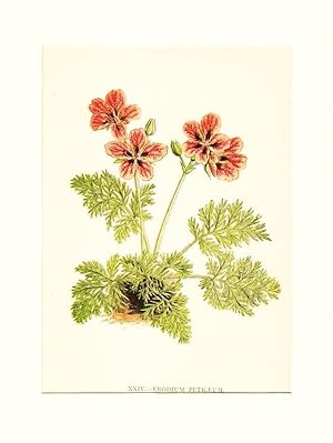 Erodium Petraeum ; Lithographie, um 1848, altkoloriert, 16x12 cm