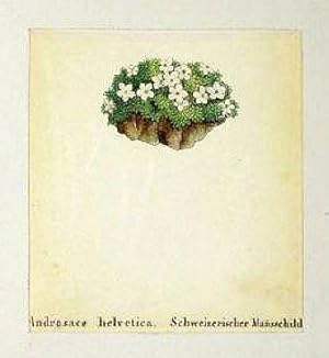 Schweizerischer Mannsschild ; altkolorierte Lithographie um 1840, ca. 12x8 cm