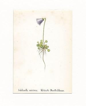 Kleinste Drottelblume ; altkolorierte Lithographie um 1840, ca. 12x8 cm