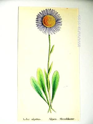 Aster ; altkolorierte Lithographie um 1840, ca. 12x8 cm