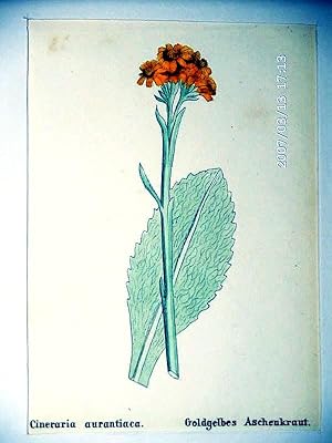 Goldgelbes Aschenkraut ; altkolorierte Lithographie um 1840, ca. 12x8 cm