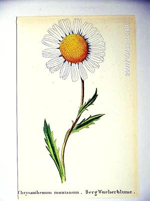 Berg-Wucherblume ; altkolorierte Lithographie um 1840, ca. 12x8 cm