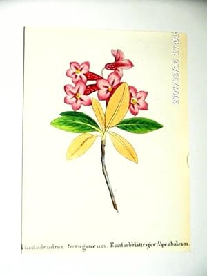 Rostfarbblättriger Alpenbalsam (Alpenrose) ; altkolorierte Lithographie um 1840, ca. 12x8 cm