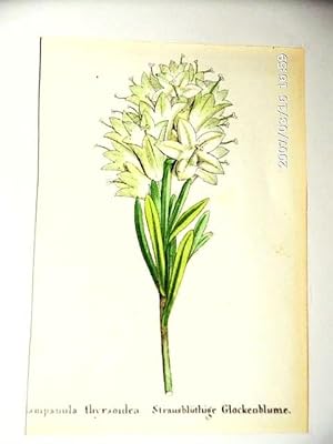 Straussblüthige Glockenblume ; altkolorierte Lithographie um 1840, ca. 12x8 cm