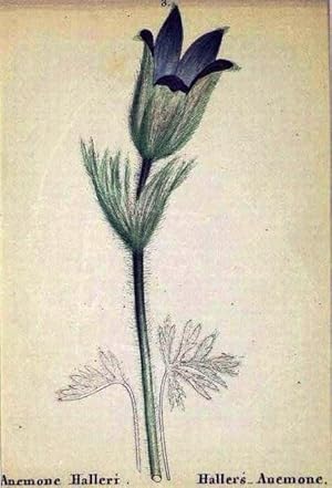 Hallers Anemone ; altkolorierte Lithographie um 1840, ca. 12x8 cm