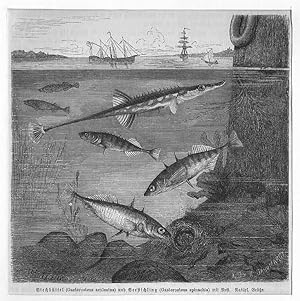 Stichlinge: Stechbüttel (Gasterosteus aculeatus) und Seestichling (Gasterosteus spinachia) mit Ne...