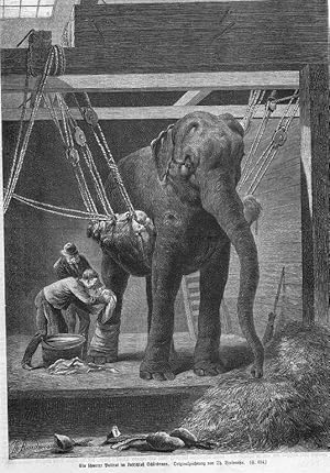 Elefant, Elefant beim Verarzten im Lustschloß Schönbrunn, Holzstich, um 1874, 31x22 cm Bildformat