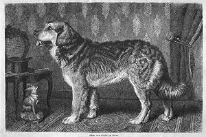 Hunde, großer und kleiner Hund im Salon, Holzstich, um 1872, 18x27 cm Bildformat