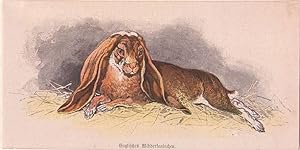 Kaninchen, englisches Widderkaninchen, Holzstich, um 1895, farbiger Holzstich, 8x15 cm Bildformat