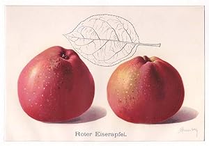Apfel: Roter Eiserapfel, Farblithographie, um 1908, 13x21 cm Bildformat