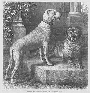 Hunde, Dänische Doggen, Holzstich, um 1875, 19x19 cm Bildformat