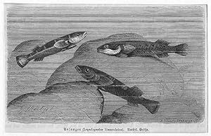 Blaufleckiger Ansauger: Ansauger (Lepadogaster bimaculatus), Holzstich, um 1890, 8x13 cm Bildformat